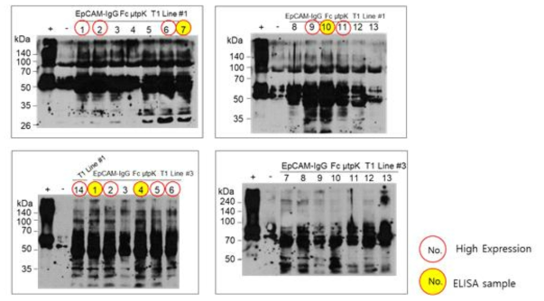 선발한 EpCAM-IgG-FcKμ T1 식물체 단백질 발현 분석