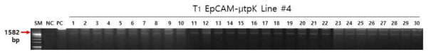 배추 EpCAM-IgG-FcKμ 형질전환체 4 line T1 식물체 PCR 분석