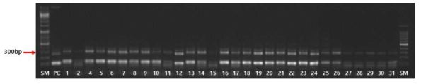 Cas9-FT T0 식물체 전기영동