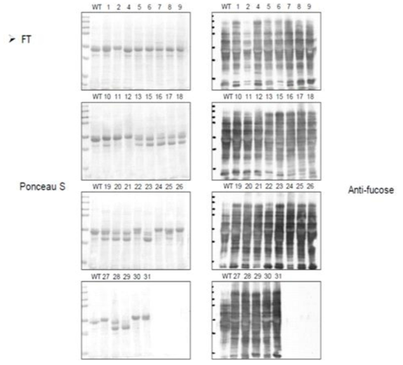 Immunoblot을 이용한 Cas9-FT T0 식물체 mutation 확인