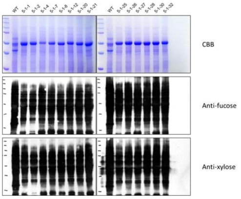 Immunoblot을 이용한 Cas9-BcPTG T1 line mutation 확인