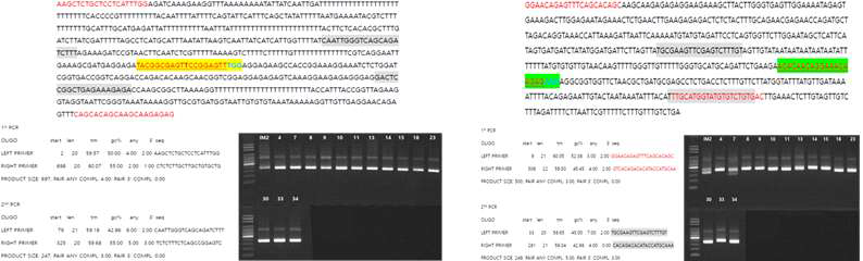 Cas9-IM target gene deep sequencing 3rd primer 디자인 및 PCR