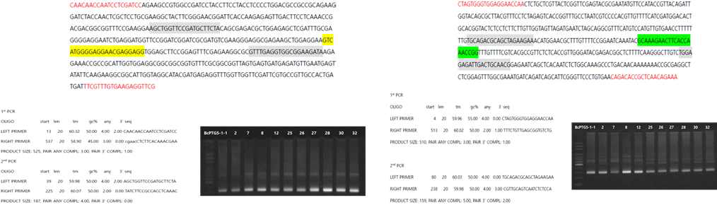 Cas9-BcPTG target gene deep sequencing 3rd primer 디자인 및 PCR