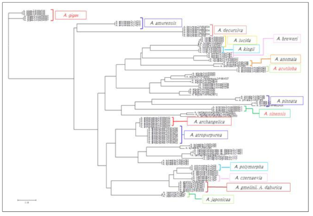 25개 ASIM 분자표지를 이용한 Angelica 속 식물의 계통수 분석
