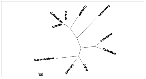 10종의 Codonopsis 속 유전자원 40개체에 대한 phylogenetic tree
