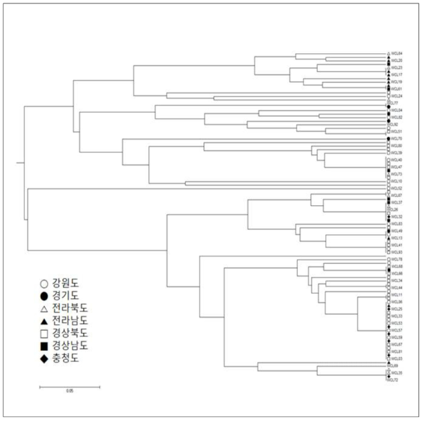 93개 야생 더덕 자원에 대한 UPGMA phylogenetic tree