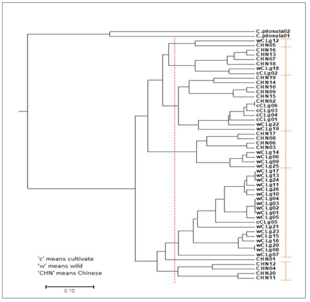 국산 더덕 32개체와, 중국산 더덕 20개체를 이용한 더덕 유전자원에 대한 UPGMA phylogenetic tree