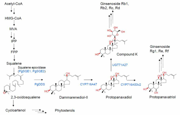 Biosynthetic pathway of triterpenes in P . ginseng. Triterpenes undergo oxidation and glycosylation and converted into triterpene sapon