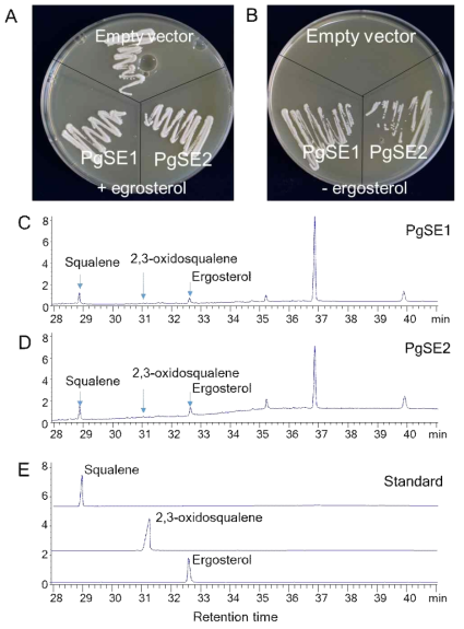 Yeast complementation analysis of the PgSE1 and PgSE2 genes. A. Two yeast constructs harbouring the cDNA of PgSE1 or PgSE2 using the expression vector pYES2.1/V5-His-TOPO, together with the empty vector control, were transformed into erg1-deficient yeast, which does not grow without ergosterol feeding. The recombinant yeasts were plated onto medium with (A) and without (B) ergosterol. C-E. GC analysis of recombinant yeast extracts. C. GC-MS chromatogram of the methanol extract of erg1 yeast expressing PgSE1. D. GC-MS chromatogram of the methanol extract of erg1 yeast expressing PgSE2. E. GC-MS chromatogram of standard compounds (squalene, 2,3-oxidosqualene, and ergosterol)