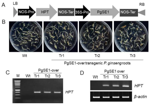 Analysis of gene integration and expression of the introduced PgSE1 gene in transgenic ginseng roots. A. T-DNA regions of the binary vector (pH7WG2D) used in this experiment. Abbreviation. LB, left border sequence; HPT, hygromycin resistance gene; 35S-Pro; CaMV 35S promoter; NOS-Ter; NOS terminator; RB, right border sequence. B. Three transgenic ginseng root lines overexpressing PgSE1 and wild-type roots. C. Genomic PCR for analysis of the HPT gene in transgenic ginseng roots. D. RT-PCR analysis of HPT genes in the wild-type (Wt) line and three transgenic lines (Tr1, Tr2, and Tr3) overexpressing PgSE1