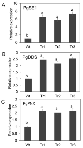qPCR analysis for PgSE1 (A), PgDDS (B), and PgPNX (C) genes in wilt-type line and transgenic ginseng root lines overexpressing PgSE1. β-actin was employed as the internal control. The analysis results are presented as the means ± SEs of three independent experiments, and columns with the same letter are not significantly different (P ≤ 0.05)
