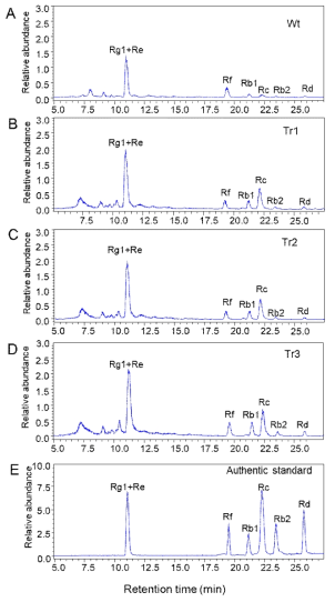 Ginsenoside analysis in the roots of the wild-type line and three transgenic lines (Tr1-Tr3) overexpressing PgSE1 by LC analysis. A. LC chromatograms of ginsenosides extracted from wild-type roots. B-D. Ginsenoside chromatograms in the three transgenic lines (Tr1, Tr2, and Tr3) overexpressing PgSE1. E. Chromatograms of authentic ginsenosides
