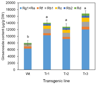 Contents of ginsenosides in wild-type and three transgenic ginseng root lines. The analysis results are presented as the means ± SEs of three independent experiments, and columns with the same letter are not significantly different (P ≤ 0.05)