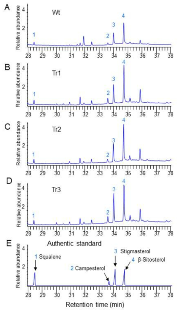 Squalene and phytosterol analysis in the wild-type line and transgenic root lines overexpressing PgSE1 by GC analysis. A. GC-MS chromatograms of squalene and phytosterols (campesterol, stigmasterol, and β-sitosterol) extracted from wild-type roots. B-D. Squalene and phytosterol chromatograms in the three transgenic lines (Tr1, Tr2, and Tr3) overexpressing PgSE1. E. Chromatograms of authentic squalene and phytosterols