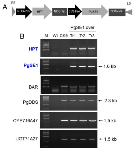 Genomic PCR in leaves of transgenic CK5 tobacco additionally overexpressing PgSE1. Confirmation of integration of HPT and PgSE1 genes in transgenic CK5 tobacco additionally expressing of PgSE1. BAR, PgDDS, CYP716A47, and UGT71A27 were also expressed in three transgenic lines of CK5 tobacco additionally expressing of PgSE1