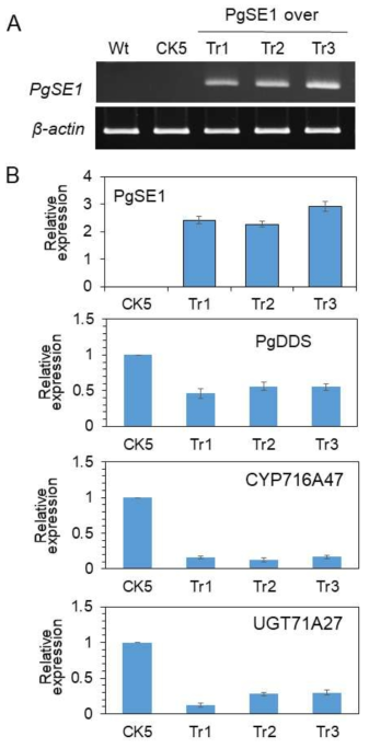 RT-PCR and qPCR in leaves of transgenic CK5 tobacco additionally overexpressing PgSE1. A. RT-PCR analysis of PgSE1 genes in wild-type (Wt), CK5 (as control), and three transgenic lines (Tr1, Tr2, Tr3) overexpressing PgSE1. B. qPCR analysis of PgSE1, PgDDS, CYP716A47, and UGT71A27 genes in leaves of CK5 tobacco (as control) and three transgenic lines ((Tr1, Tr2, Tr3) additionally overexpressing PgSE1. The analysis results are presented as the means ± SEs of three independent experiments