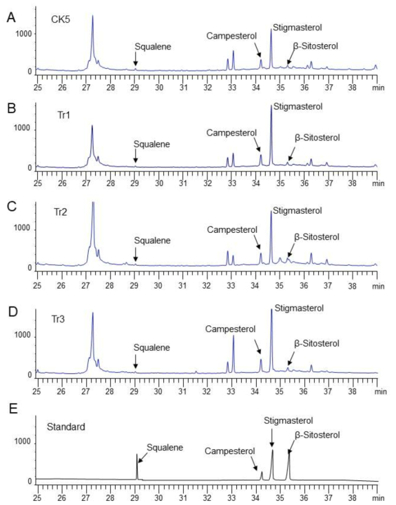 Squalene and phytosterol analysis in CK5 tobacco as control and transgenic CK5 tobacco additionally overexpressing PgSE1 by GC-MS. A. Squalene and phytosterol chromatograms in CK5 tobacco. B-D. Squalene and phytosterol chromatograms in the three transgenic lines (Tr1, Tr2, and Tr3) of CK5 tobacco overexpressing PgSE1. E. Chromatograms of authentic squalene and phytosterols