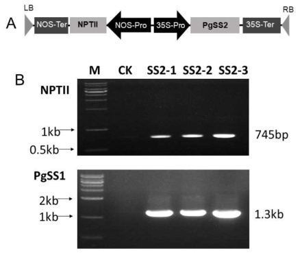 Genomic PCR in leaves of transgenic CK5 tobacco additionally overexpressing PgSS1. Confirmation of integration of NPTII and PgSS1 genes in transgenic CK5 tobacco producing CK