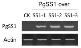 RT-PCR analysis in leaves of transgenic CK5 tobacco additionally overexpressing PgSS1. A. RT-PCR analysis of PgSS1 genes in wild-type (Wt), CK5 (as control), and three transgenic lines (Tr1, Tr2, Tr3) overexpressing PgSS1