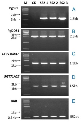 Genomic PCR in leaves of transgenic CK5 tobacco additionally overexpressing PgSS1. Confirmation of integration of PgSE1. BAR, PgDDS, CYP716A47, and UGT71A27 expressed in three transgenic lines of CK5 tobacco additionally expressing of PgSS1
