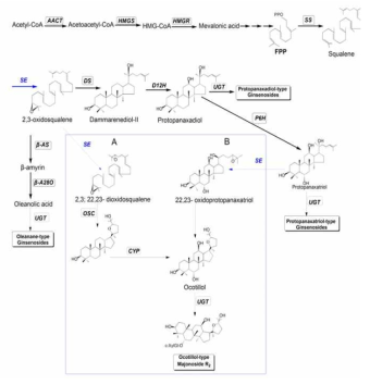 Potulated pathway of ocotillol-type ginsenoside biosynthesis in Panax spceis