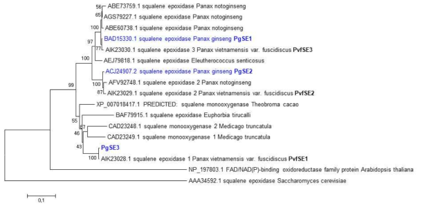 Neighbor-joining phylogenetic analysis of the PgSE genes isolated from Panax ginseng and other plant squanene epoxidase genes
