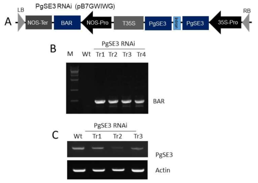 Analysis of gene integration and expression of the PgSE3 gene in transgenic ginseng roots by RNAi interferrence of PgSE3 gene. A. T-DNA regions of the binary vector (pB7GWIWG) used in this experiment. Abbreviation. LB, left border sequence; HPT, hygromycin resistance gene; 35S-Pro; CaMV 35S promoter; NOS-Ter; NOS terminator; RB, right border sequence. B. Genomic PCR for analysis of the BAR gene in transgenic RNAi ginseng roots. C. RT-PCR analysis of PgSE3 gene in the wild-type (Wt) and three RNAi transgenic lines (Tr1, Tr2, and Tr3) interferring PgSE3 gene
