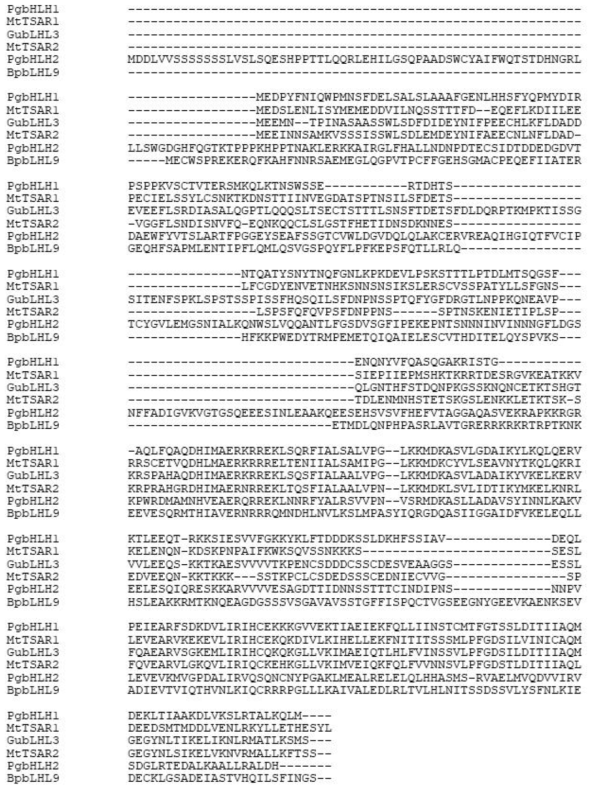 Multiple sequence alignment of PgbHLH1 sequence with those known to bHLHs of other plants using the ClustalW multiple alignment tool