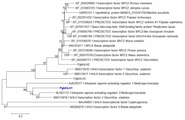 Neighbor-joining phylogenetic analysis of the PgbHLH1 isolated from Panax ginseng and other plant transcription factors
