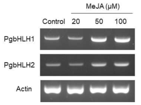 Expression of PgbHLH1 and PgbHLH2 gene in Panax ginseng roots after treatment of methyl jasmonate at various concentrations for 24 hours