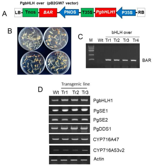 Analysis of gene integration and expression of the introduced PgbHLH1 gene in transgenic ginseng roots. A. T-DNA regions of the binary vector (pB2G2W7) used in this experiment. Abbreviation. LB, left border sequence; HPT, hygromycin resistance gene; 35S-Pro; CaMV 35S promoter; NOS-Ter; NOS terminator; RB, right border sequence. B. Three transgenic ginseng root lines overexpressing PgbHLH1 gene and wild-type roots. C. Genomic PCR for analysis of the BAR gene in transgenic ginseng roots. D. RT-PCR analysis of PgbHLH1 and other genes involved in ginsenoside biosynthesis in the wild-type (Wt) line and three transgenic lines (Tr1, Tr2, and Tr3) overexpressing PgbHLH1