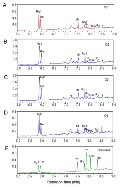 Ginsenoside analysis in the roots of the wild-type and three transgenic lines (Tr1-Tr3) overexpressing PgbHLH1 by LC analysis. A. LC chromatograms of ginsenosides extracted from wild-type roots. B-D. Ginsenoside chromatograms in the three transgenic lines (Tr1, Tr2, and Tr3) overexpressing PgbHLH1. E. Chromatograms of authentic seven ginsenos