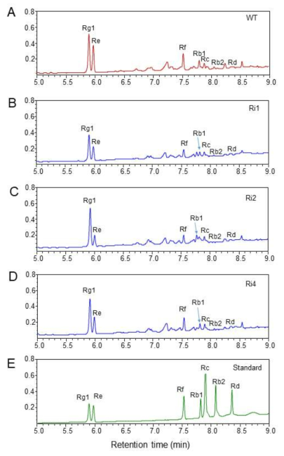 Ginsenoside analysis in the roots of the wild-type and three transgenic RNAi lines (Tr1-Tr3) interferring PgbHLH1 gene by LC analysis. A. LC chromatograms of ginsenosides extracted from wild-type roots. B-D. Ginsenoside chromatograms in the three transgenic RNAi lines (Tr1, Tr2, and Tr3). E. Chromatograms of authentic seven ginsenosides