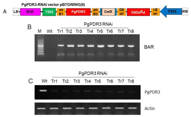 Analysis of gene introduction and expression of PgPDR3 gene in RNAi transgenic ginseng root lines. A. T-DNA regions of the binary vector (pB7GWIWGII) used in this experiment. Abbreviation. LB, left border sequence; HPT, hygromycin resistance gene; 35S-Pro; CaMV 35S promoter; NOS-Ter; NOS terminator; RB, right border sequence. B. Genomic PCR of BAR gene in eight transgenic ginseng root RNAi lines and wild-type roots. C. RT-PCR analysis of PgPDR3 gene in the wild-type (Wt) line and eight RNAi transgenic lines