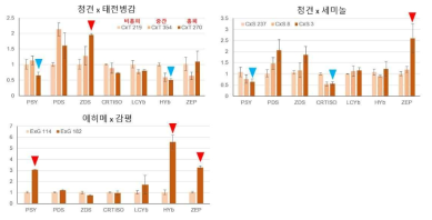 qRT-PCR을 이용한 3가지 교배조합의 홍피, 비홍피 계통들에서의 카로티노이드 생합성 유전자 발현 분석