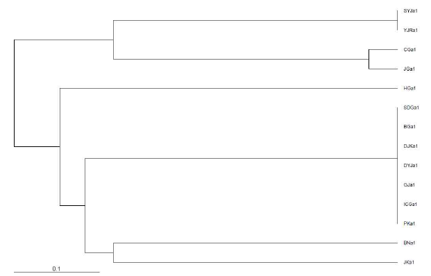 엽록체 single nucleotide type SSR 마커를 이용한 제주 재래귤의 UPGMA dendrogram