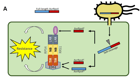 (A) Bacteria effector인 AvrRps4에 의한 식물 면역 반응 활성화의 모델