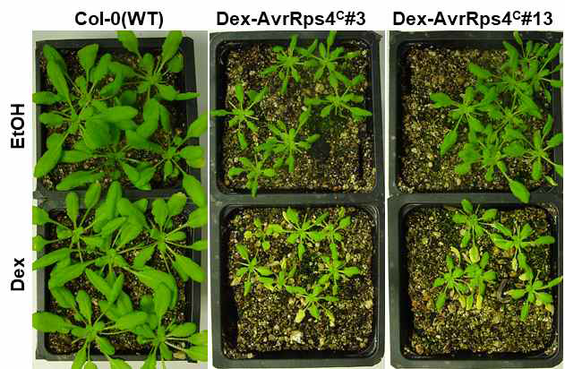 AvrRps4C를 Dexamethasone에 의해 과발현시킨 애기장대 Col-0 ecotype에서 생장의 억제와 세포 사멸 반응이 유도됨