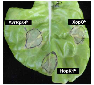 Sequence의 유사성을 가지는 AvrRps4N, HopK1N, XopON가 상추에서 세포사멸 반응을 유도