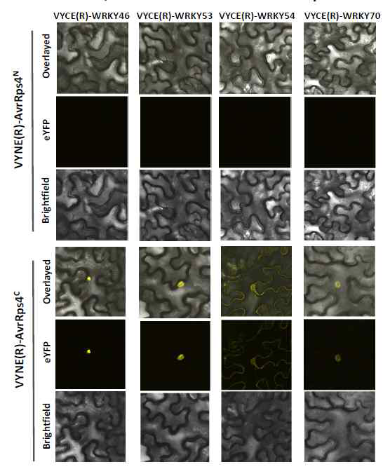 AvrRps4C가 WRKY46, WRKY53, WRKY54, WRKY70과 핵에서 단백질상호작용함