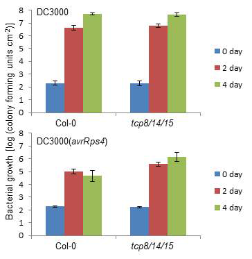 tcp8/tcp14/tcp15 삼중 돌연변이체는 wild type (Col-0)에 비해 Pst DC3000(avrRps4) 박테리아의 생장이 증가