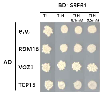 SRFR1이 TCP15, VOZ1, RDM16 등의 전사조절인자들과 상호작용을 함