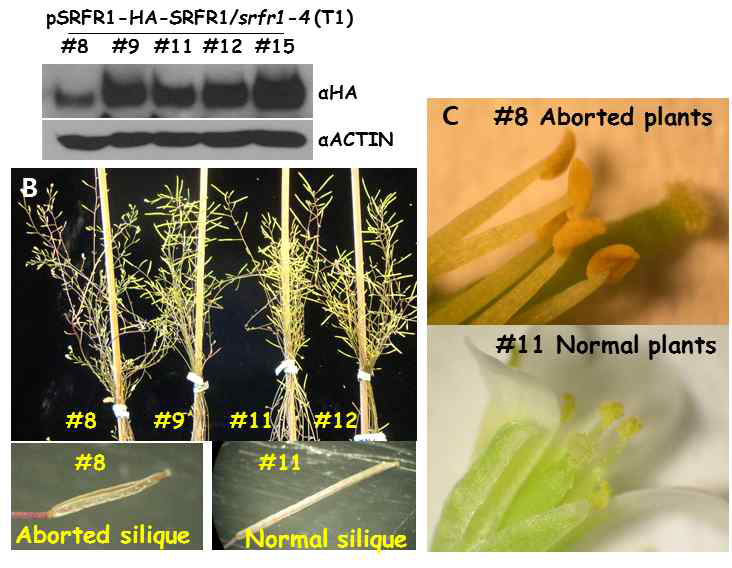 pSRFR1-HA-SRFR1 construct를 srfr1-4 mutant에 형질전환 시킨 형질전환체 에서는 aborted seeds 표현형이 관찰됨