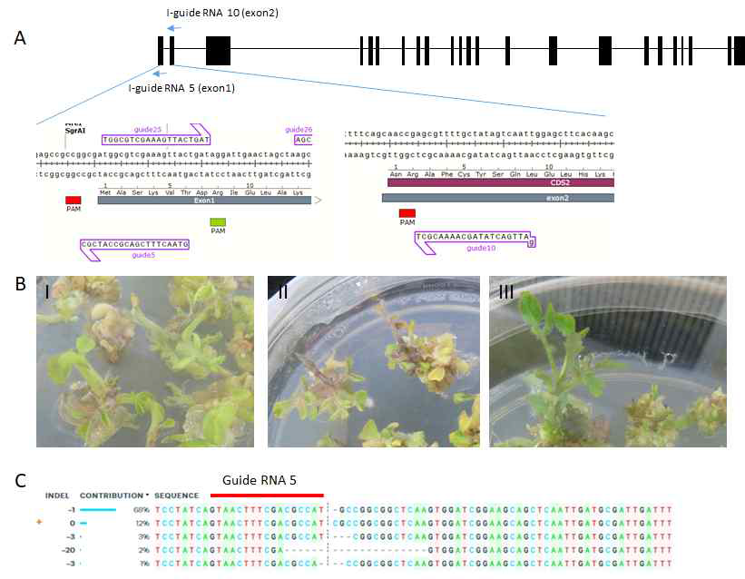 (A) SlSRFR1에서 두 guide RNA 위치 (B) selection 되어 자라나온 식물 (C) GE0 식물 중 ICE analysis를 통해 확인된 chimeric allelic sequences