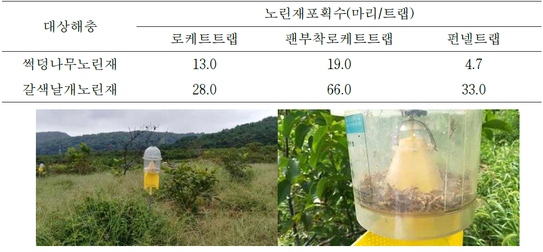 트랩별 노린재 유인 효과 비교(담양, 6.16~7.12)