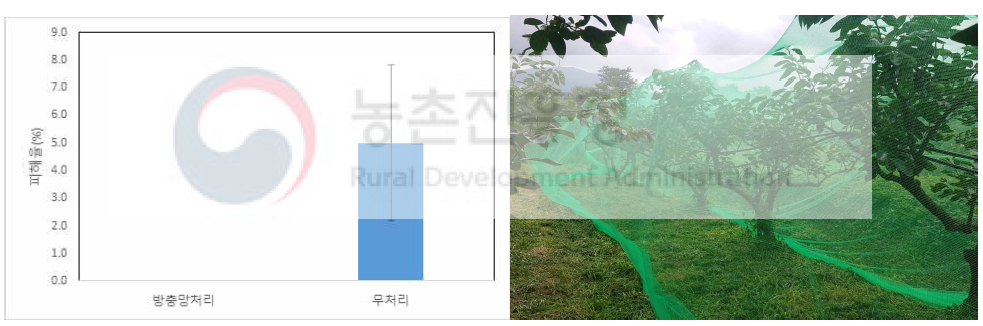 방충망 설치에 따른 노린재 피해율 비교