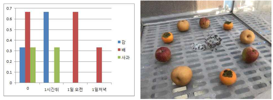 과실별 노린재먹이선호 결과(좌), 실험 모습(우) * 노린재 100마리를 방사하여 선호성을 관찰