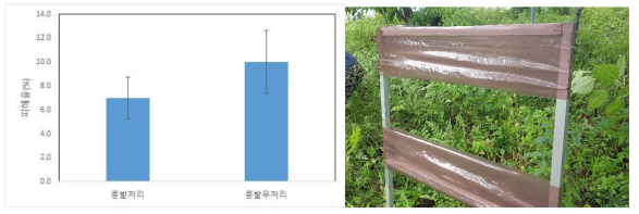 콩재배 및 끈끈이트랩 설치에 따른 노린재 피해율 비교(좌), 콩밭주변 끈끈이설치 모습