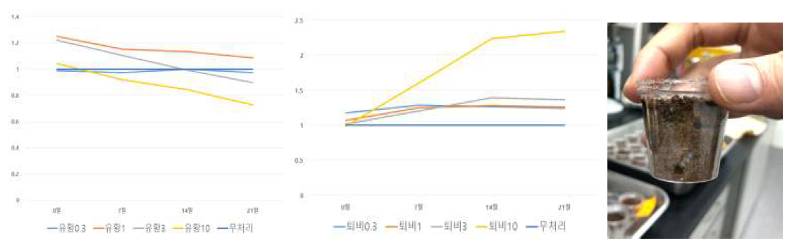 유기농업자재처리에 따른 굼벵이 생중량 변화(좌 유황, 우 퇴비)