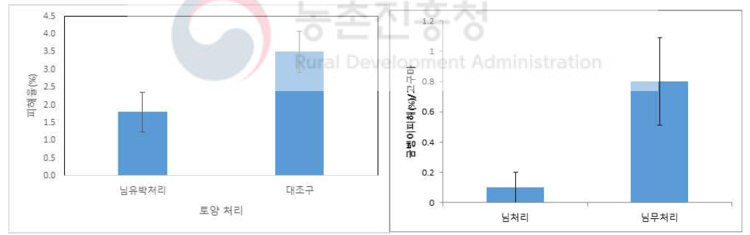 님유박 처리구 내 고구마의 굼벵이 피해, 농과원포장(좌),농가포장 (우)